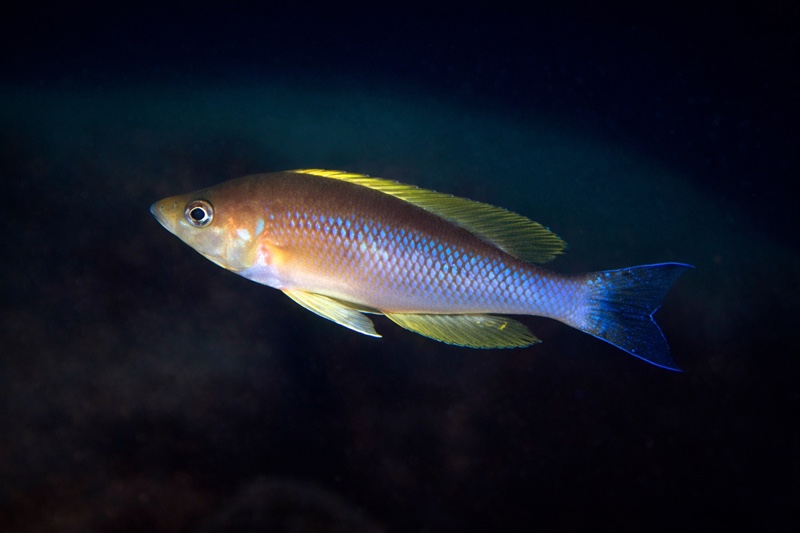 Cyprichromis coloratus 'Chituta Bay'
